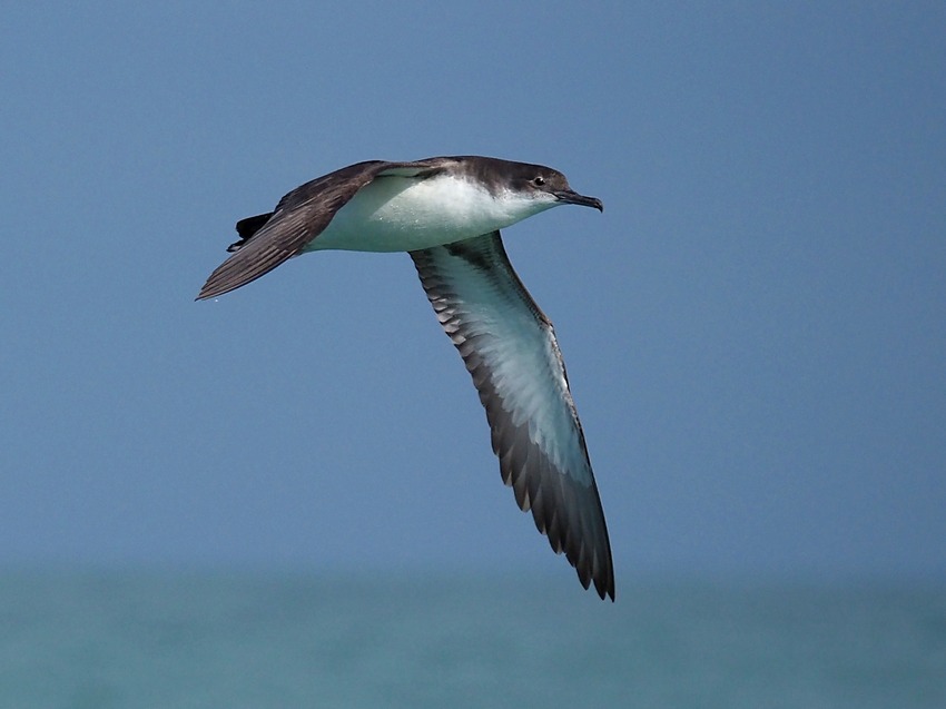 Berta minore mediterranea (Puffinus yelkouan)